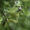Yellow-naped Amazon, yellow nape, Amazon